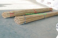 Natural dry bamboo canes for farm vegetable supporting