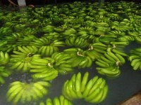 Fresh Cavendish Green Bananas In Bulk