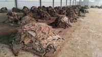 Sun Dried Donkey Skins/Air Dried Salted Donkey Hides