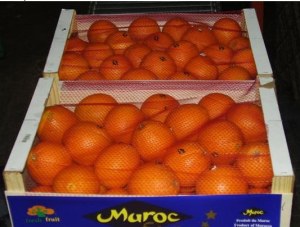 CLEMENTINE MAROC