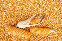 Corn Bio