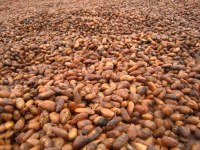 Dry cocao for sale.