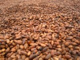 Dry cocao for sale.