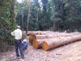 Vente de bois débité gabon