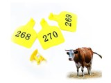 Cattle Ear Tags