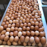 Fresh Table Eggs(Brown and White Shell Chicken Eggs)