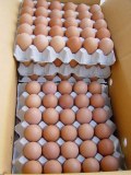 Fresh chicken eggs for sale