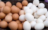 Fresh Chicken Eggs