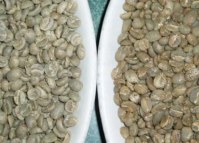 Green Arabica and Robusta coffee S13, S16 & S18