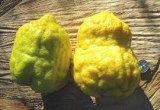 SALE OF EXOTIC RARE CITRUS SEEDS