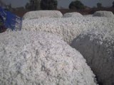 Cotton sales