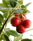 Cranberry Extract Anthocyanidins 25% UV antioxidant, Manufacture supply 100% natural ...