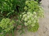 Sea fennel essential oil