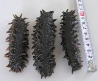 Processed, Dried Sea Cucumber Curry Fish (Stichopus Variegatus)