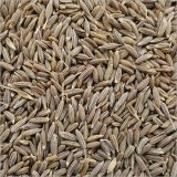 Pure Cumin Seeds Easy Plant in Bulk for Sale (WhatsApp # +255673596902)