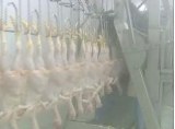 FULL CHICKEN SLAUGHTERING MACHINE