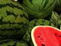 Morocco watermelons, DELTA variety, ready in April 2019