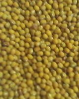 Food dry grains(beads)