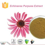 Pure natural improving immunity chicoric acid Echinacea purpurea extract