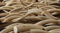 African Elephant Tusk (Ivory) For Sale