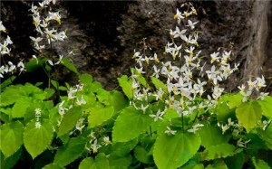 Epimedium Extract