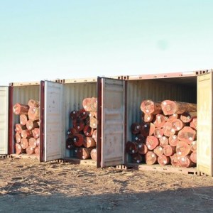 Eucalyptus Wood Logs