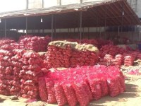 100% Fresh Red Onion For Sale