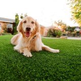 Pet Artificial Grass For Dogs