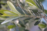 Vente d'une grande quantité des feuilles d'olive