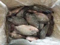 Supply frozen tilapia congele,poisson congele(jessielu2007@gmail.com)