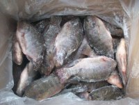 Offer tilapia congele,poisson congele(jessielu2007@gmail.com)