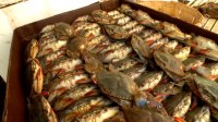 Fresh Live blue swimming Crab For Sale