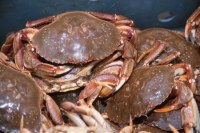 Fresh Live Brown Crab For Sale