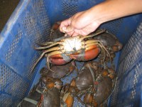 Fresh Live Mud Crab For Sale