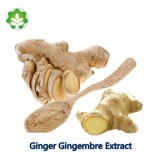 Supplement ginger gingembre extract for health benefits