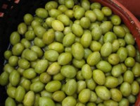 Greek olives, Kalamata olives, Green olives