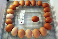 Hatching Chicken eggs for Sale
