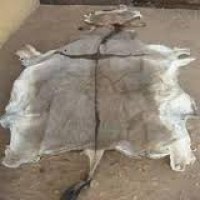 WET AND DRY SALTED DONKEY HIDES