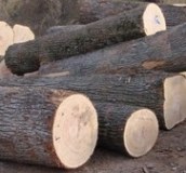 Timber logs, lumber and pellet