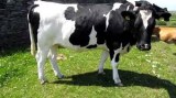 Holstein friesian dairy cattle