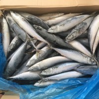 Good quality frozen mackerel