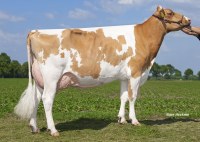 Livestock. Heivers Holstein and Flechvieh