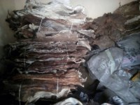 Dry & Wet salted Donkey Hides For Sale (WhatsApp # +255745590659)