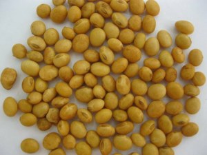 Soyabean non GMO