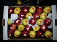Wholesale Turkish Golden Starking Fresh Apples
