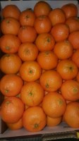 Lot d'orange navel, tomate et legumes