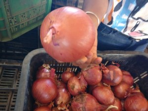 Fresh onion