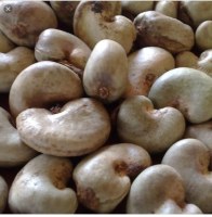 Dried Raw Cashew Nuts Un Shell