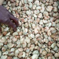 Import-export des noix d'anacarde
