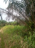 Agricultural land for sale in Ivory Coast